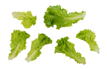 Set of fresh lettuce pattern. Collection of vegan food isolated