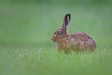 Naklejka na ściany i meble Brown hare or European hare (Lepus europaeus) on a late spring morning, Angus, Scotland