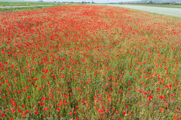 View from slightly above of a red blooming poppy field in Rhineland-Palatinate