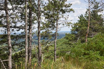 Obraz premium Hiking in summer, pine trees
