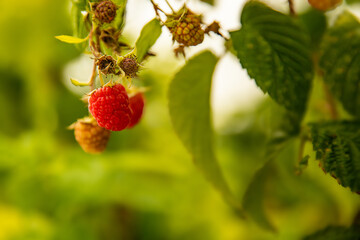 fresh organic raw raspberries growing and heady for picking at the farm, pick your own, summer harvest