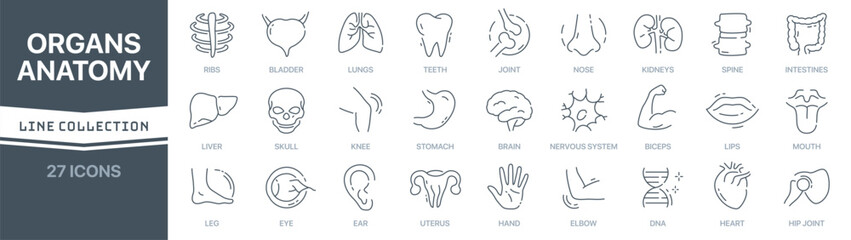 Organs and anatomy linear signed icon collection. Signed thin line icons collection. Set of organs and anatomy simple outline icons