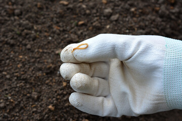 woman's hand holding wireworm,  elateridae, close up  
