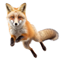 Fototapeta premium Orange fox isolated on the transparent background PNG. AI generative.