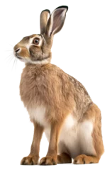 Foto op Aluminium Hare isolated on the transparent background PNG. AI generative. © Monika