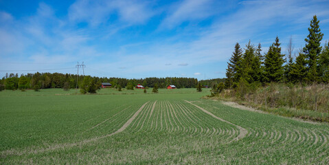 Rural landscape when spring is turning into summer