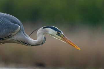 Grey heron (Ardea cinerea)