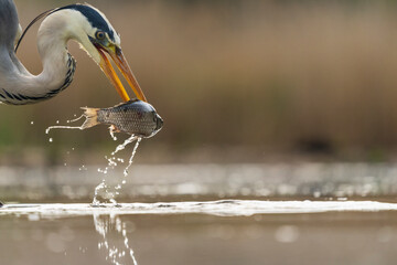 Grey heron (Ardea cinerea)