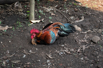 The rooster rolls on the ground