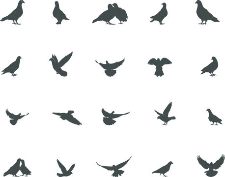 Pigeon silhouette, Pigeon SVG, Pigeon vector illustration, Pigeon bird silhouette.