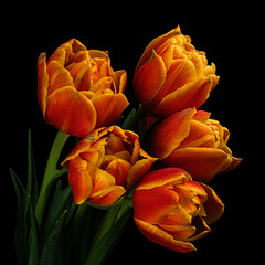 Five red-yellow blooming tulips with green stem and leaves isolated on black background. Studio close-up shot.
