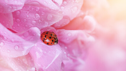 Delicate pink peonies flowers with ladybird in petals, selective focus close-up. Romantic background with copy space for text