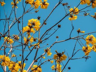 Golden Trumpet trees in sunny day