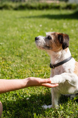 Ein kleiner Terrier Hund mit seiner Pfote auf einer weiblichen Hand. Freundschaft, grüne Wiese.