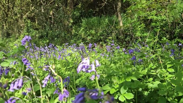 Spring Bluebells