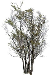 große Korkenzieherweide im Frühling