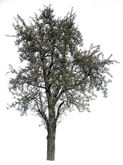 Fototapeta premium große Kirsche im Frühling