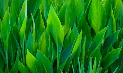 green leaves background - nature green background