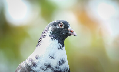 Fototapeta premium close up of a pigeon