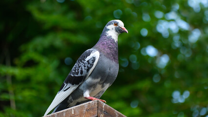 close up of a pigeon