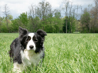 Border collie see you in the  high grass