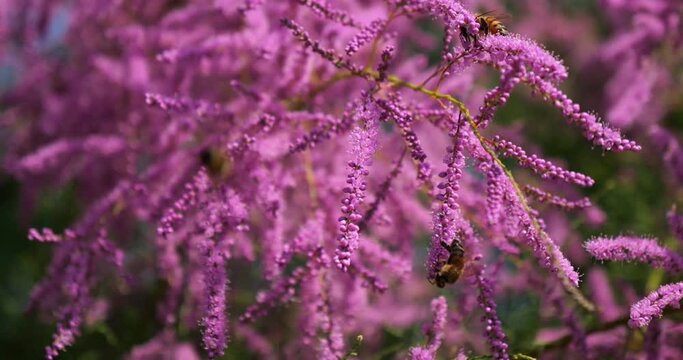 Tamarix also known as Salt cedar, southern France