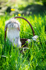Bunny in a basket