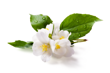 Fresh green organic  jasmine flower isolated on white background. Transparent background and natural transparent shadow; Ingredient, spice for cooking. collection for design