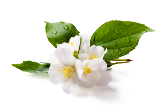 Fresh green organic  jasmine flower isolated on white background. Transparent background and natural transparent shadow; Ingredient, spice for cooking. collection for design