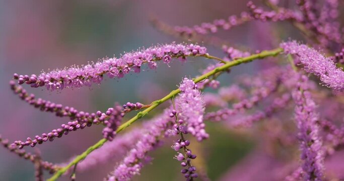 Tamarix also known as Salt cedar, southern France