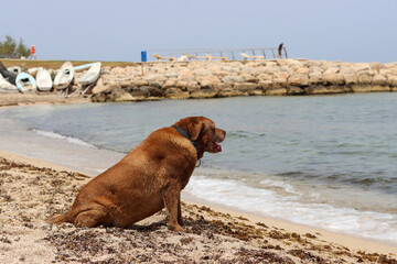 Labrador Retriever sitting on the sand by the sea. Adult dog on a walk. Horizontal photo with space for text. 