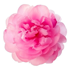 pink rose isolated on transparent background cutout