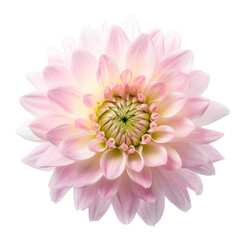white pink dahlia flower isolated on transparent background cutout