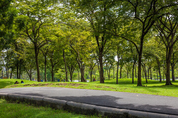 Pathway road in green city park tree forest