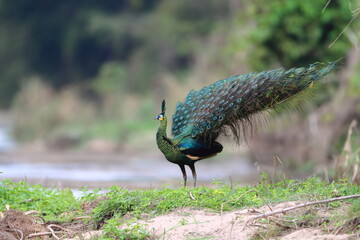 Green Peafowl in the forest