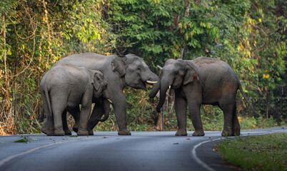 Herd of wild elephants come out of the jungle to earn food.