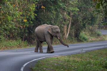 Wild elephant comes out of the jungle to earn food.