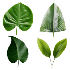 set of green leaves isolated on transparent background cutout