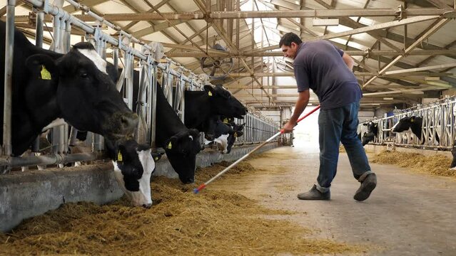 Healthy dairy cows feeding on feed stand in a row of stalls in the cowshed of a cattle farm, and an employee adds animal feed on a blurry background.