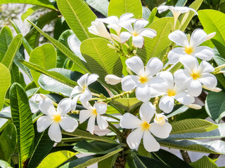 Kamboja flowers, also known as Frangipani or Plumeria, are renowned for their vibrant and fragrant blooms. These exquisite flowers come in various colors, including white, pink, yellow,and red.Closeup