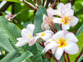 Fototapeta premium Kamboja flowers, also known as Frangipani or Plumeria, are renowned for their vibrant and fragrant blooms. These exquisite flowers come in various colors, including white, pink, yellow,and red.Closeup