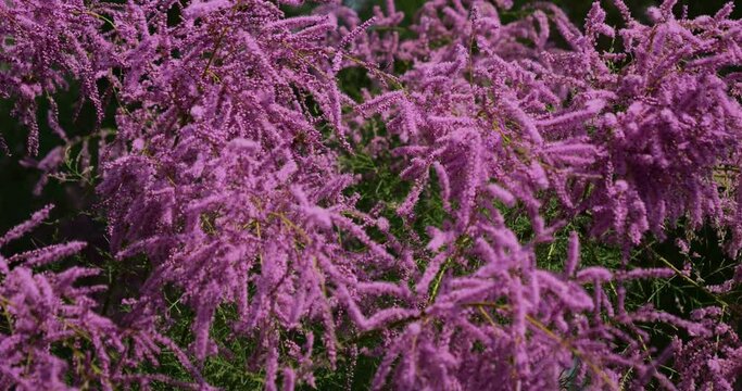 Tamarix also known as Salt cedar, southern France