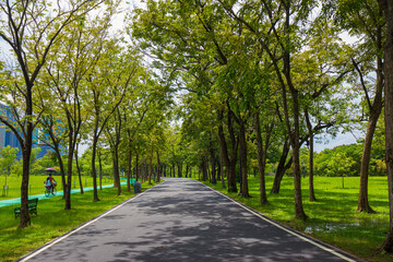 Fototapeta na wymiar Pathway road in green city park tree forest
