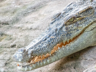Freshwater crocodiles are freshwater mammals that live in freshwater areas or freshwater marshes in Thailand. It looks different from saltwater crocodiles are large enough to live in freshwatercloseup