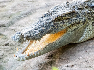 Obraz premium Freshwater crocodiles are freshwater mammals that live in freshwater areas or freshwater marshes in Thailand. It looks different from saltwater crocodiles are large enough to live in freshwatercloseup