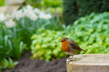 European robin bird sitting on a bench
