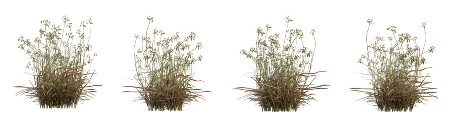 scirpus autumn plant on transparent background, nature meadow, 3d render illustration. - obrazy, fototapety, plakaty