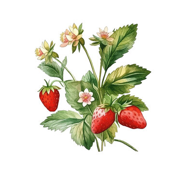 Watercolor illustration of strawberry bush on a transparent background, PNG file, ai generated