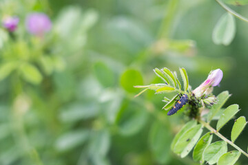 テントウムシの幼虫と
