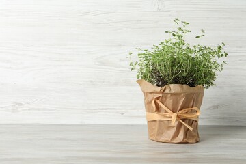 Aromatic green potted thyme on light wooden table, space for text